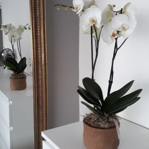 Orchidee in pot