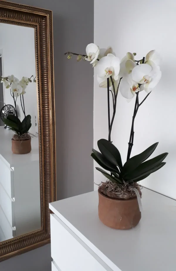 Orchidee in pot
